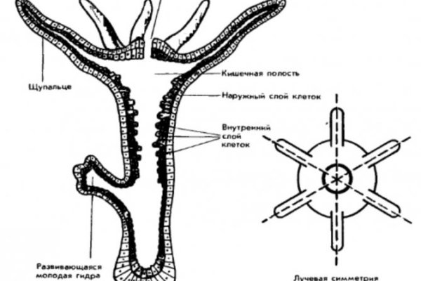 Kraken зеркало рабочее